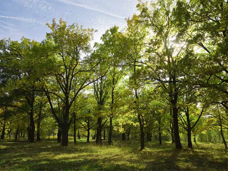 Baskegur Eguna reivindica que los bosques y la madera son indispensables para impulsar un modelo sostenible económico, social y medioambiental